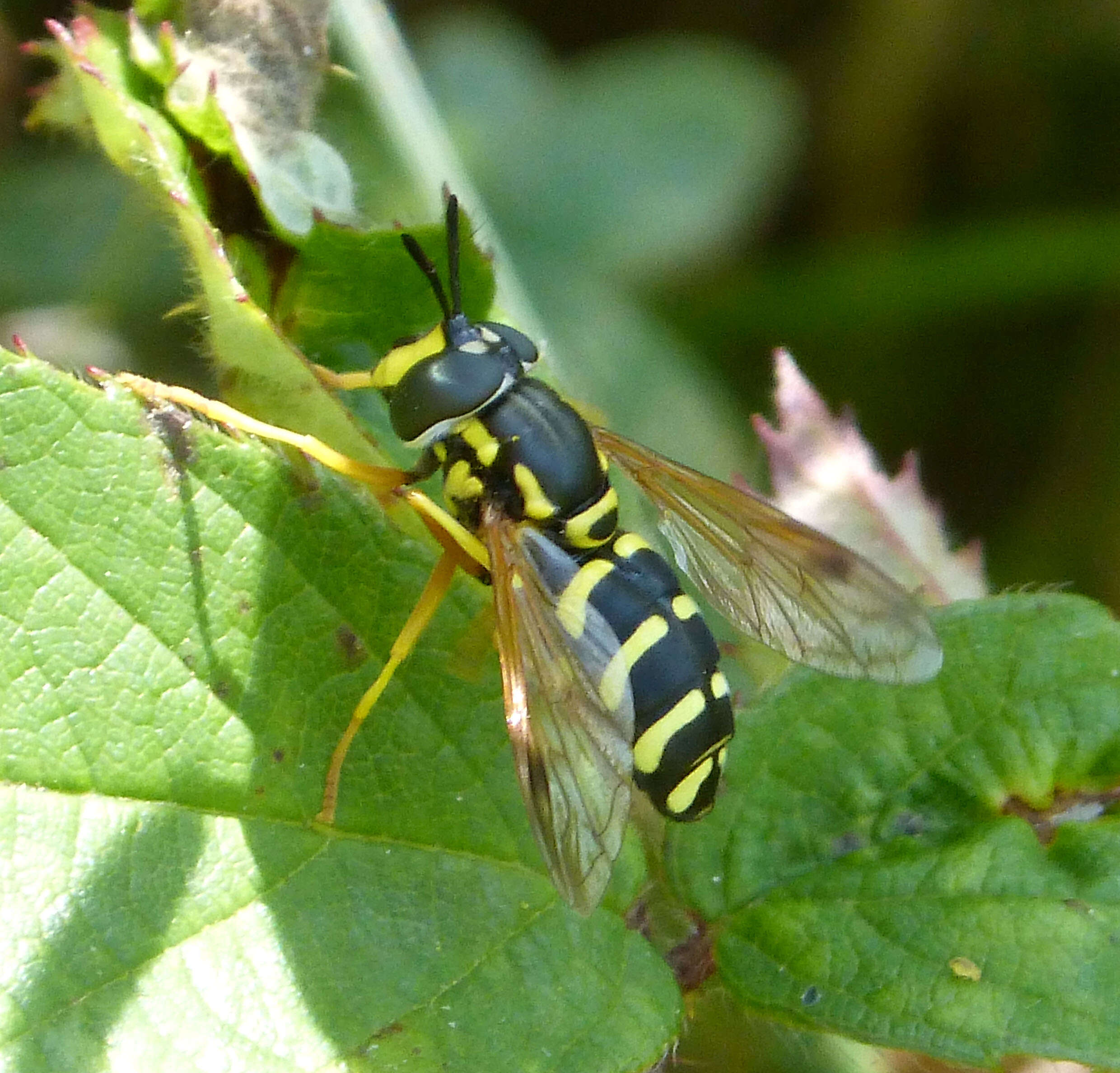 Image of <i>Chrysotoxum festivum</i>