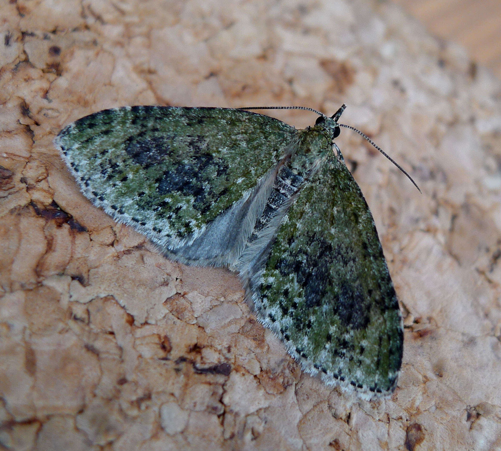 Image of yellow-barred brindle