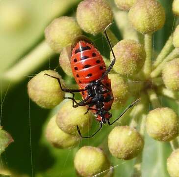 Image of black & red squash bug