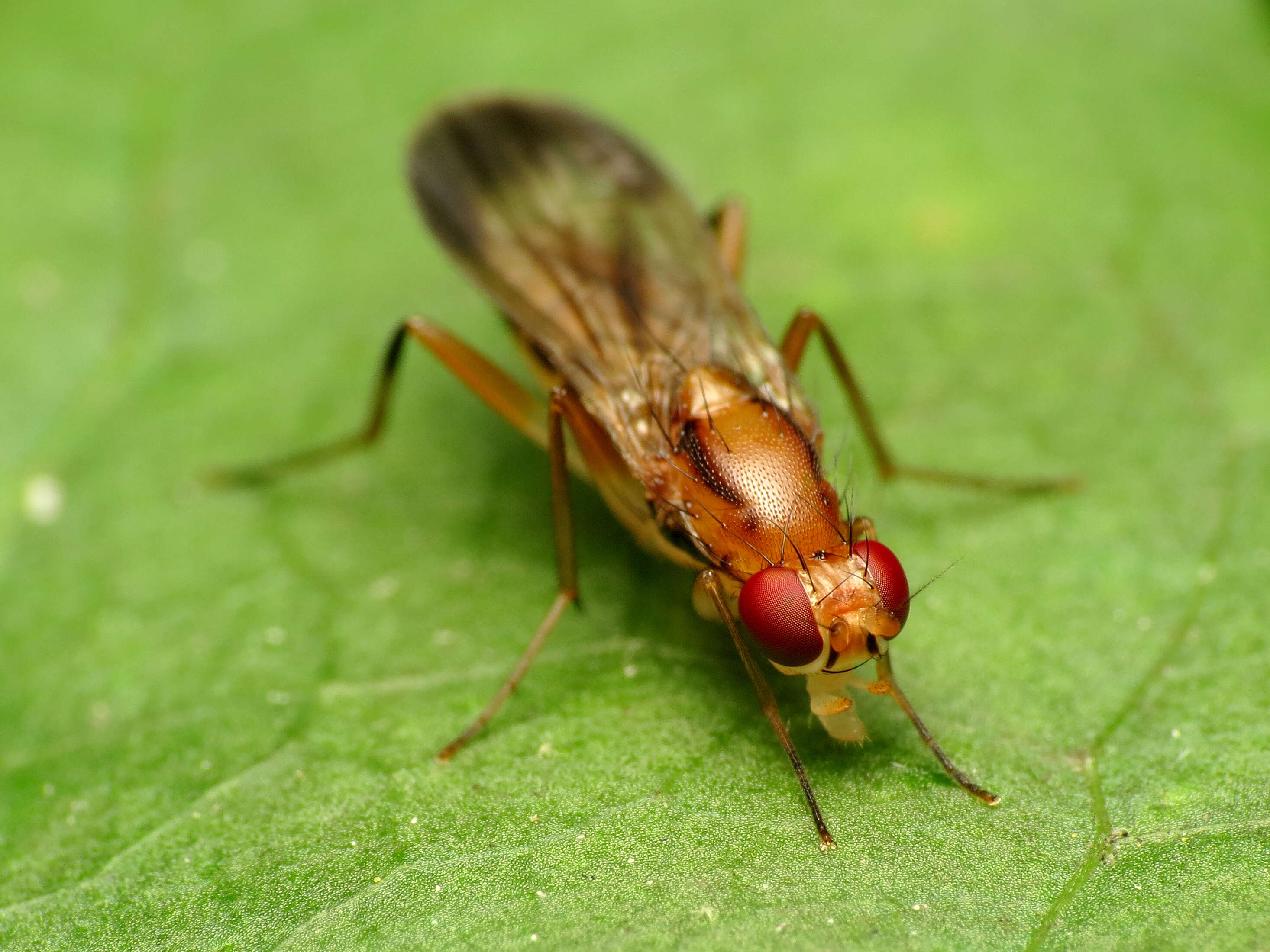 Clusia lateralis Walker 1849 resmi