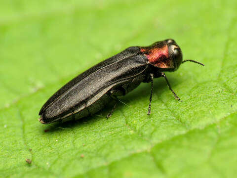 Image of Red-necked Cane Borer