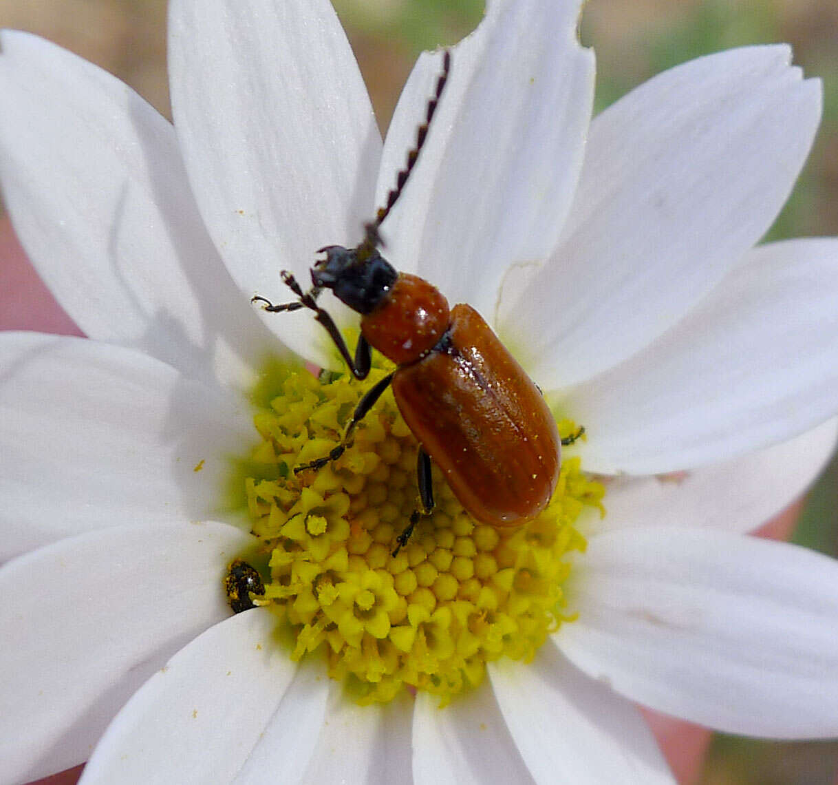 Imagem de Exosoma lusitanicum