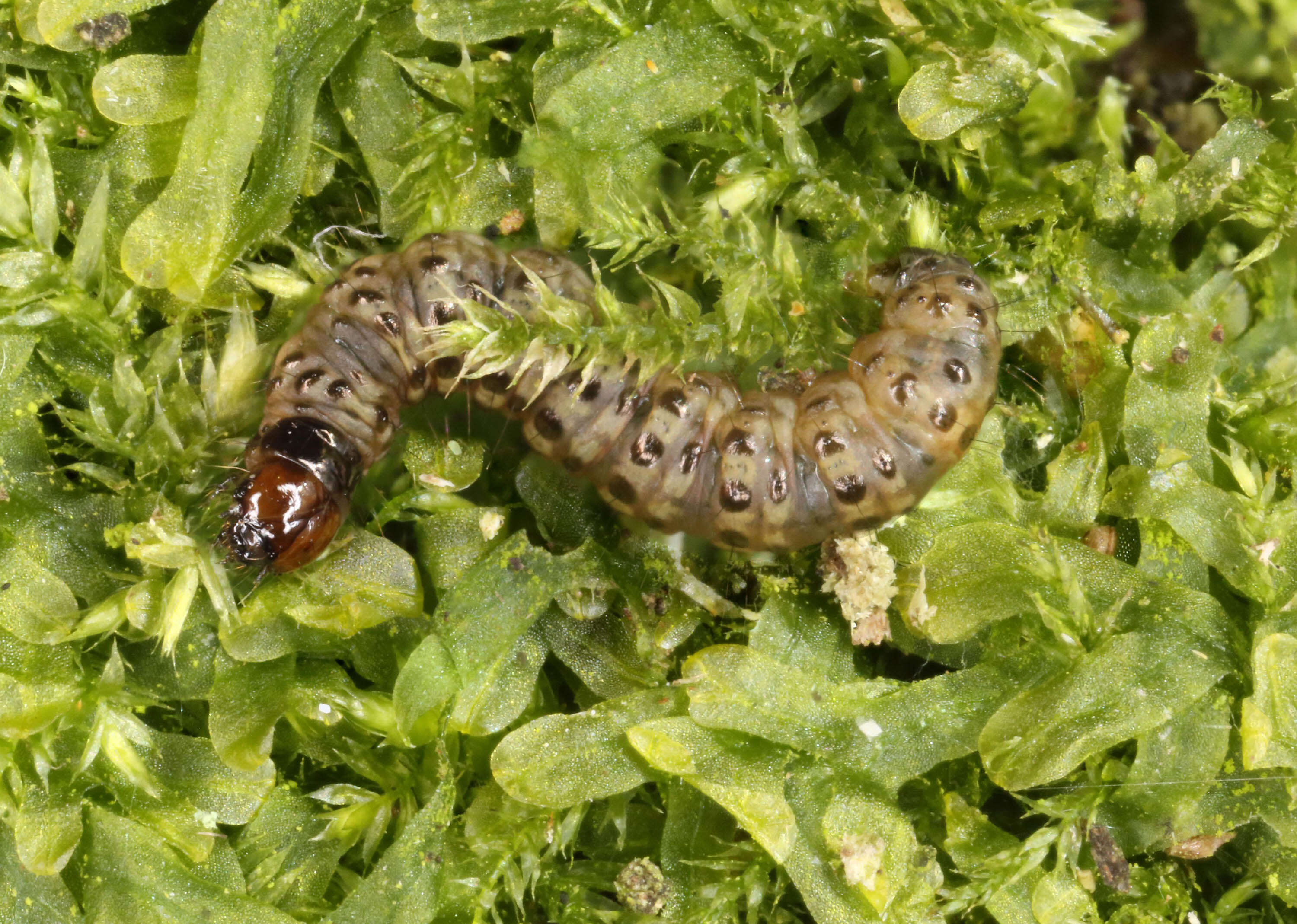 Image of Eudonia mercurella Linnaeus 1758