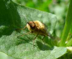 Image of Stiletto flies