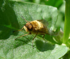 Image of Stiletto flies