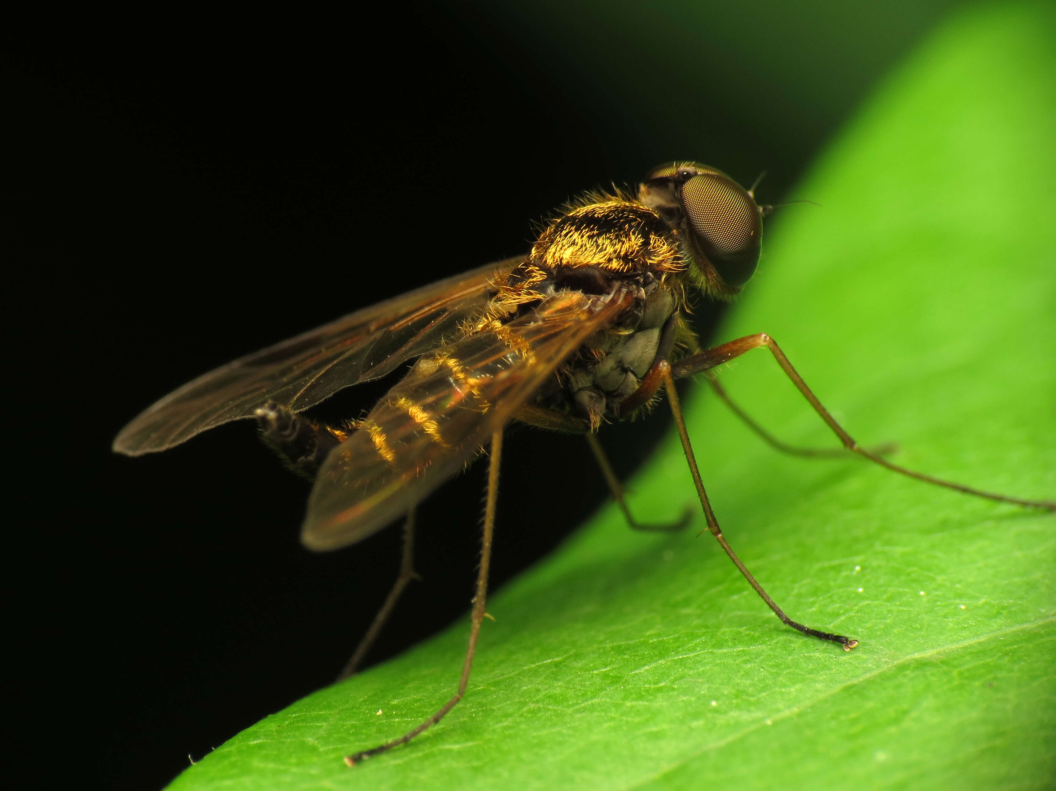 Image of Chrysopilus fasciatus (Say 1823)