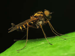 Image of Chrysopilus fasciatus (Say 1823)