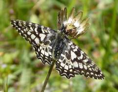 Image of Zerynthia rumina (Linnaeus 1758)