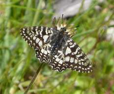 Image of Zerynthia rumina (Linnaeus 1758)