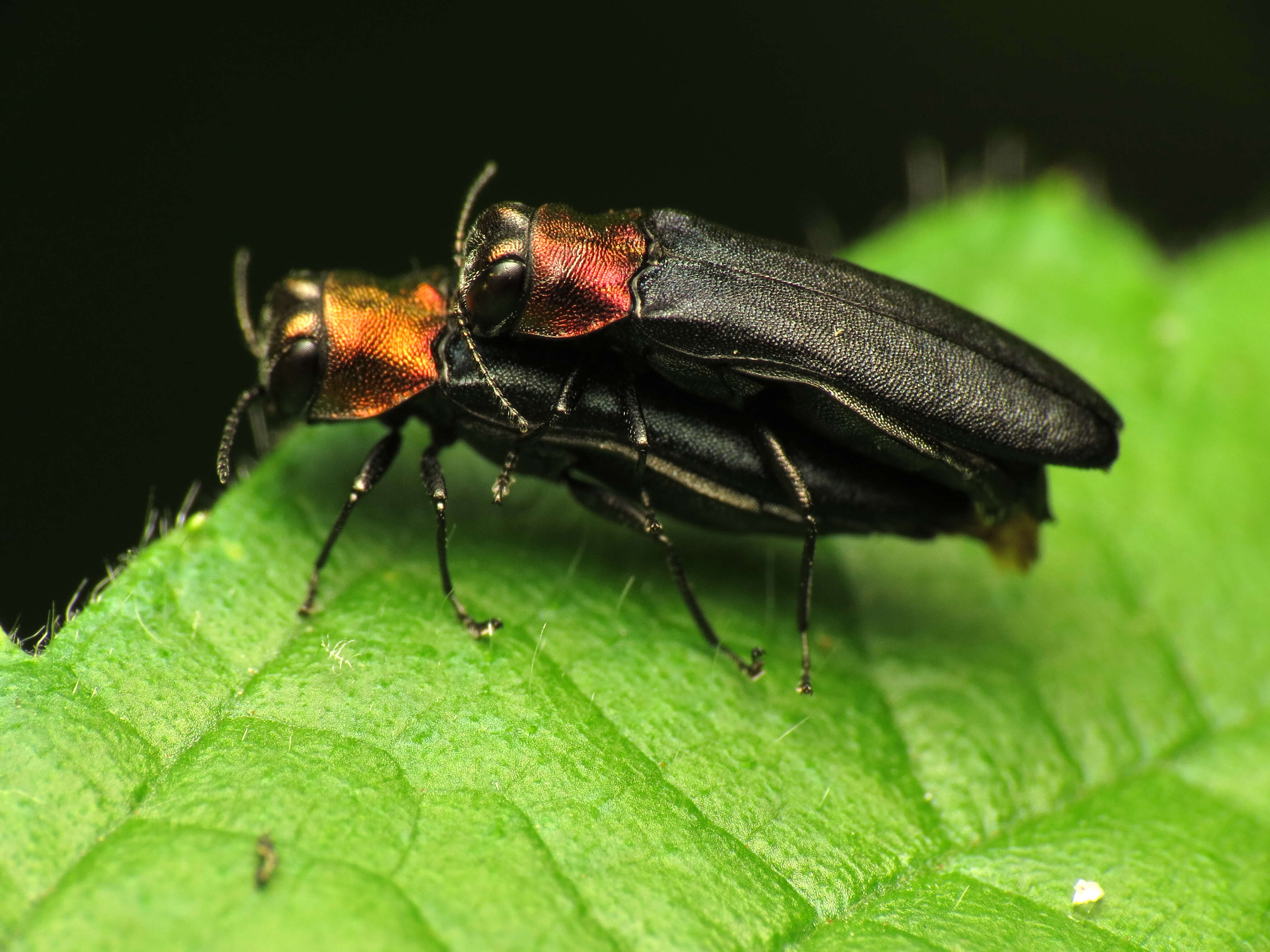 Imagem de Agrilus ruficollis (Fabricius 1787)