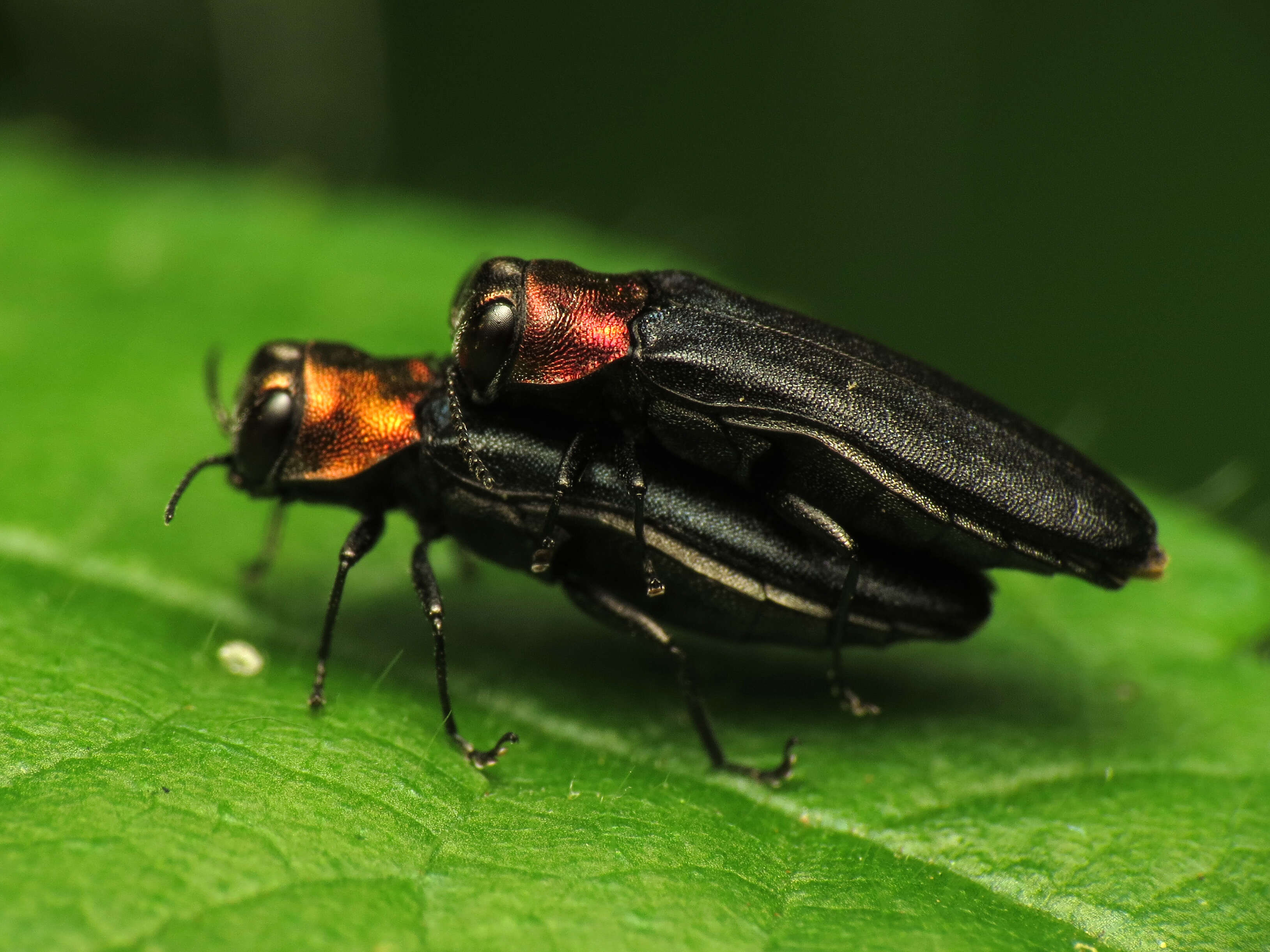 Image of Red-necked Cane Borer