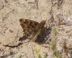 Image of Mallow Skipper