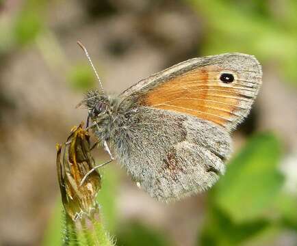 Image of small heath