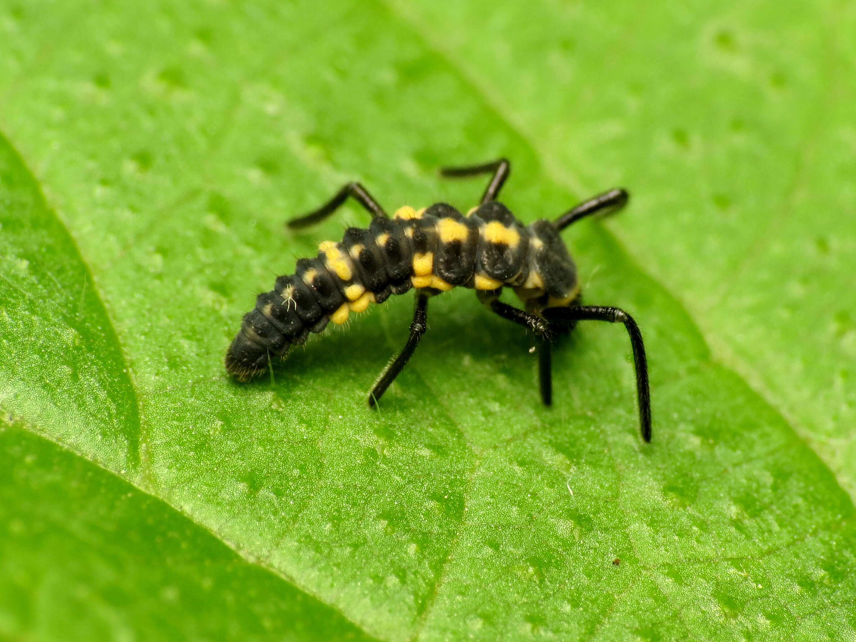 Image of Spotless Lady Beetles