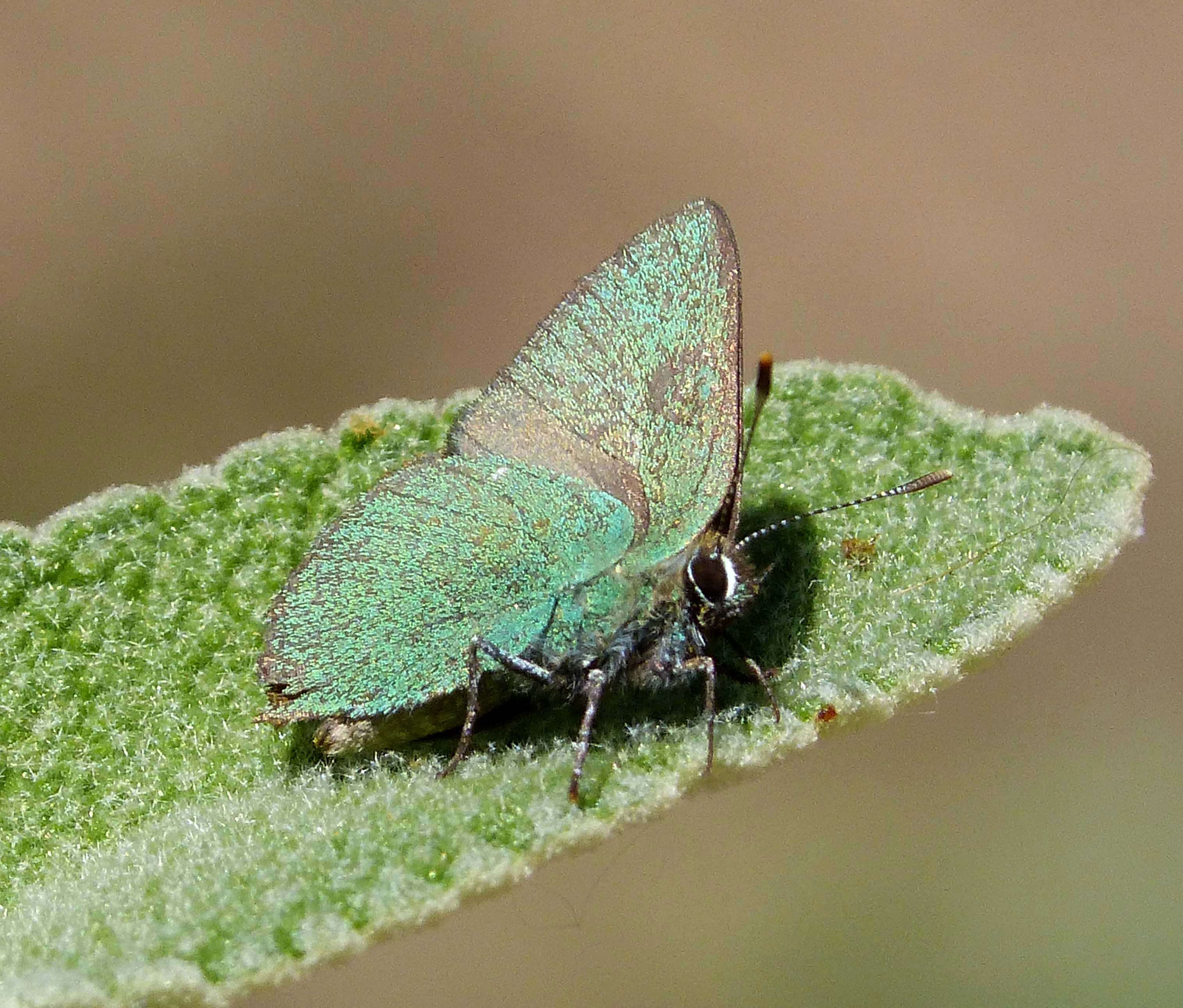 Plancia ëd Callophrys rubi (Linnaeus 1758)