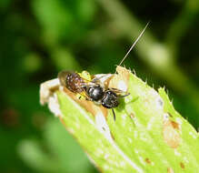 Image of Sphecodes Latreille 1804