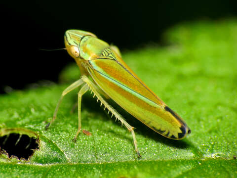 Image of Graphocephala versuta (Say 1830)