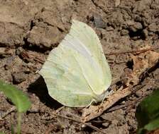 Image of Gonepteryx cleopatra (Linnaeus 1767)