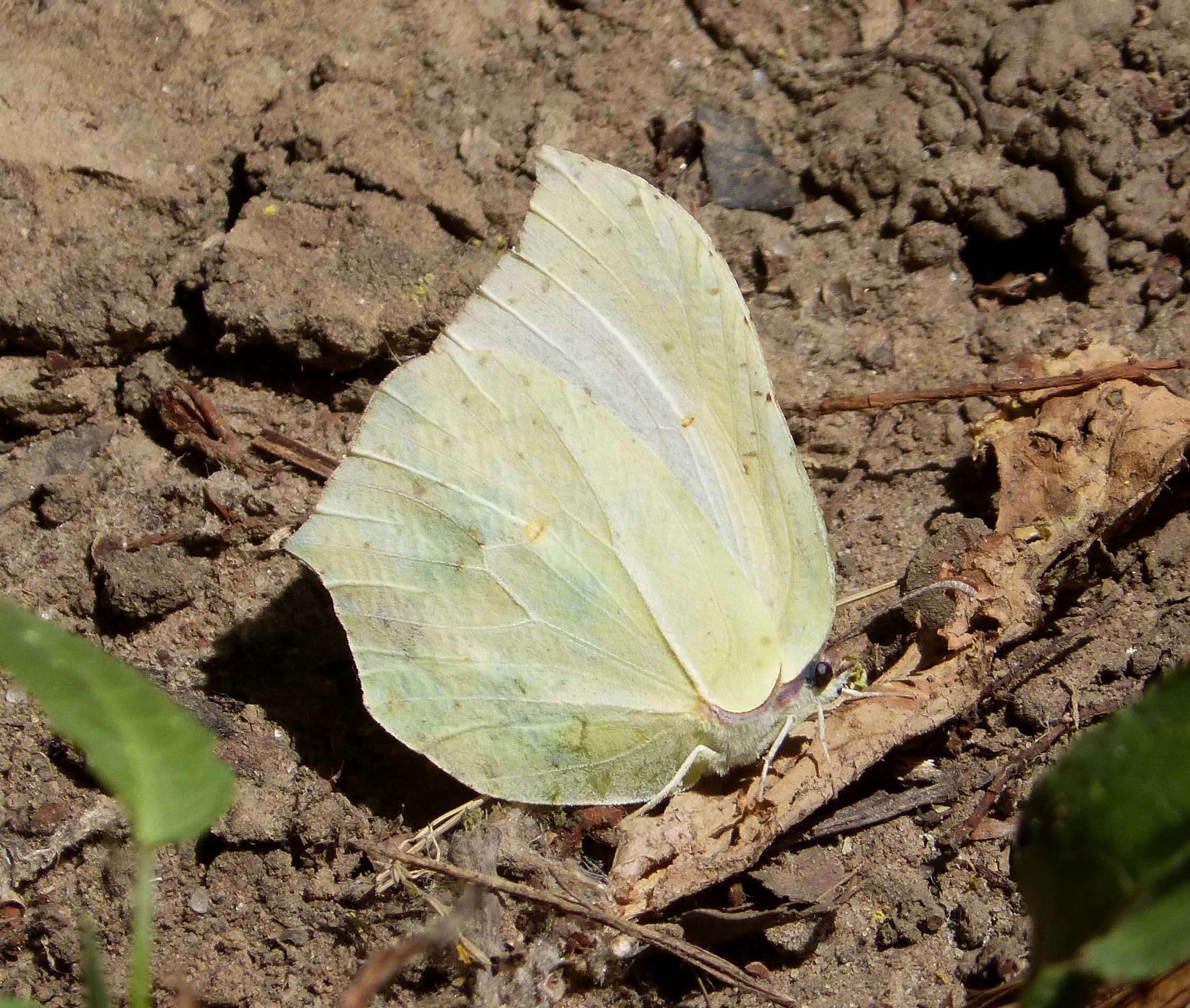 Image of Gonepteryx cleopatra (Linnaeus 1767)