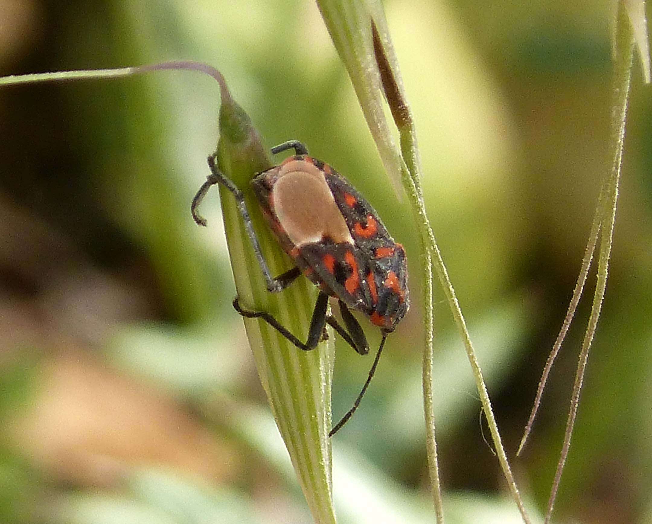 Plancia ëd Spilostethus saxatilis (Scopoli 1763)