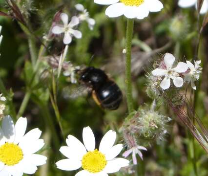 Image of Anthophora plumipes (Pallas 1772)