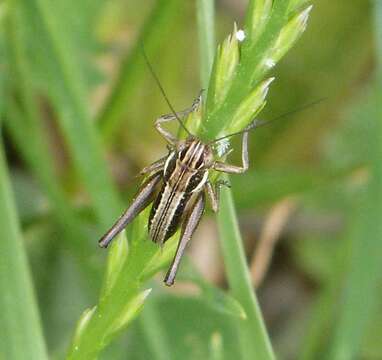 Imagem de Pterolepis