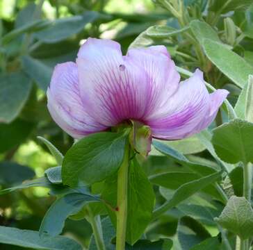 Image of Paeonia broteri