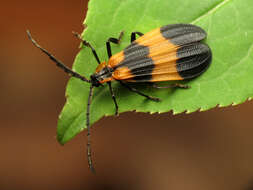 Sivun Calopteron reticulatum (Fabricius 1775) kuva