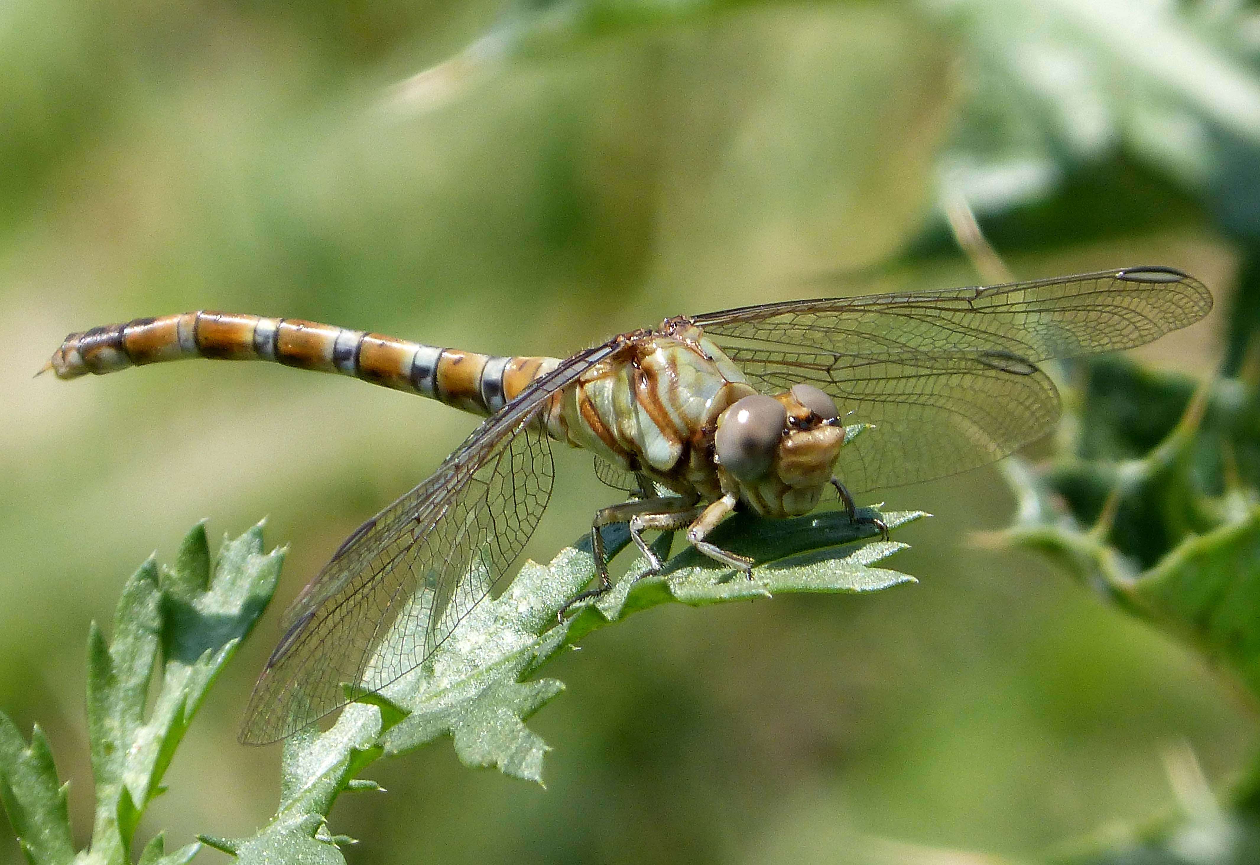 Imagem de Paragomphus genei (Selys 1841)