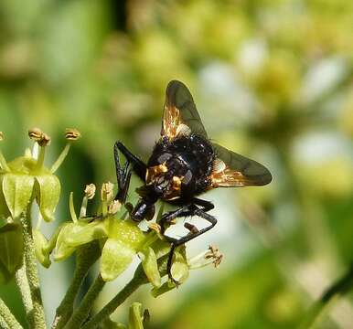 Image of Mesembrina meridiana (Linnaeus 1758)