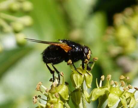 Image of Mesembrina meridiana (Linnaeus 1758)