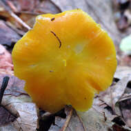 Image de Hygrocybe flavescens (Kauffman) Singer 1951