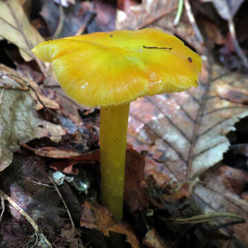 Image de Hygrocybe flavescens (Kauffman) Singer 1951