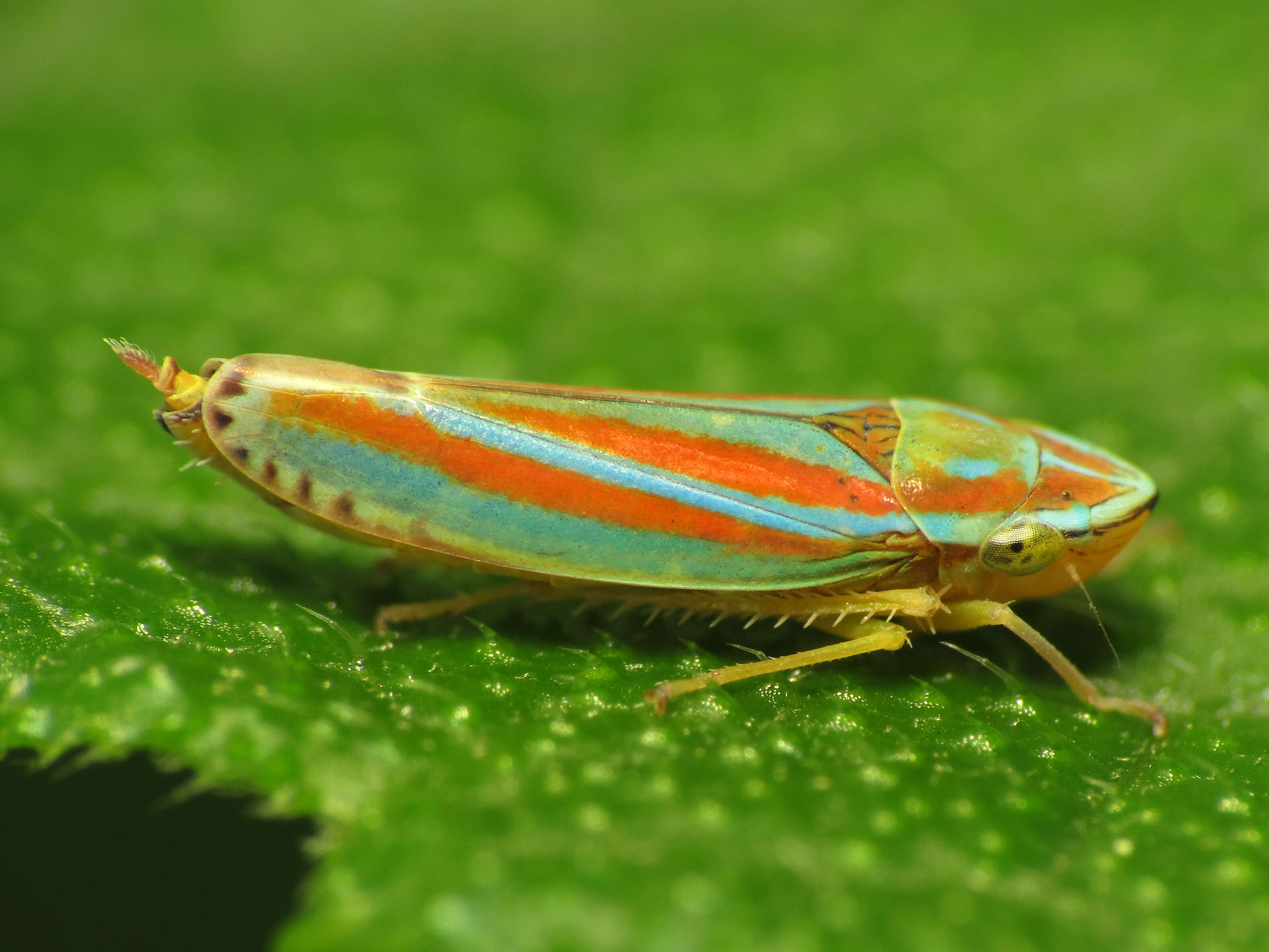 Image of Graphocephala versuta (Say 1830)