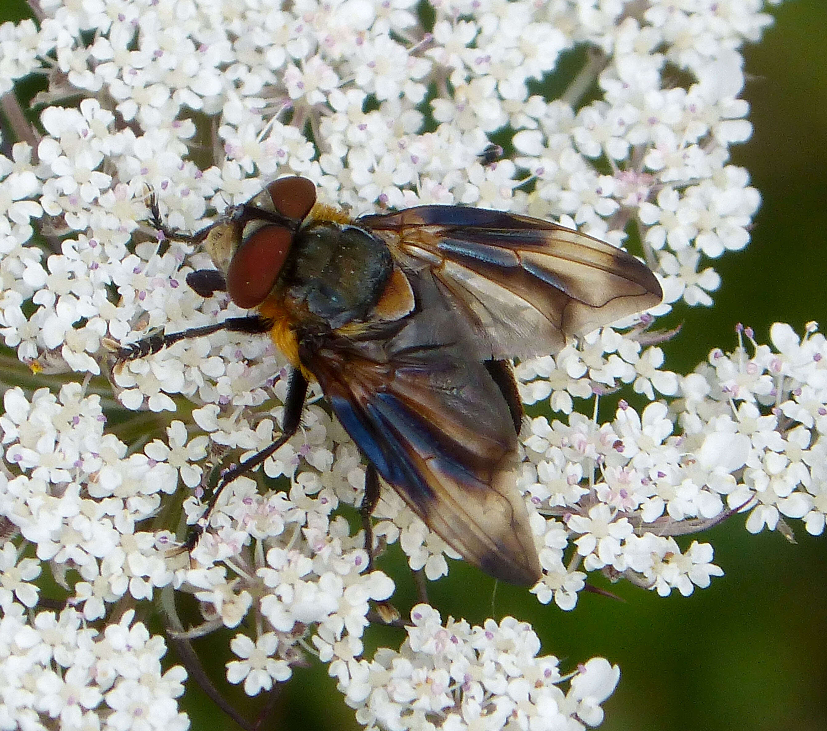 Image of Phasia hemiptera (Fabricius 1794)