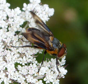 Image of Phasia hemiptera (Fabricius 1794)