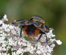 Image of Phasia hemiptera (Fabricius 1794)