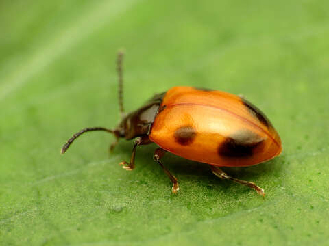 Image of Endomychus biguttatus Say 1824