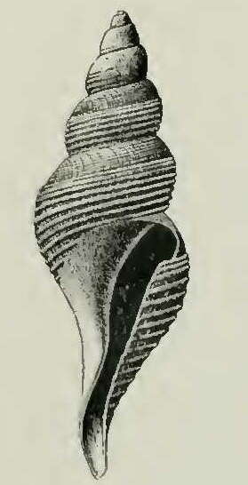 Plancia ëd Aforia crebristriata (Dall 1908)