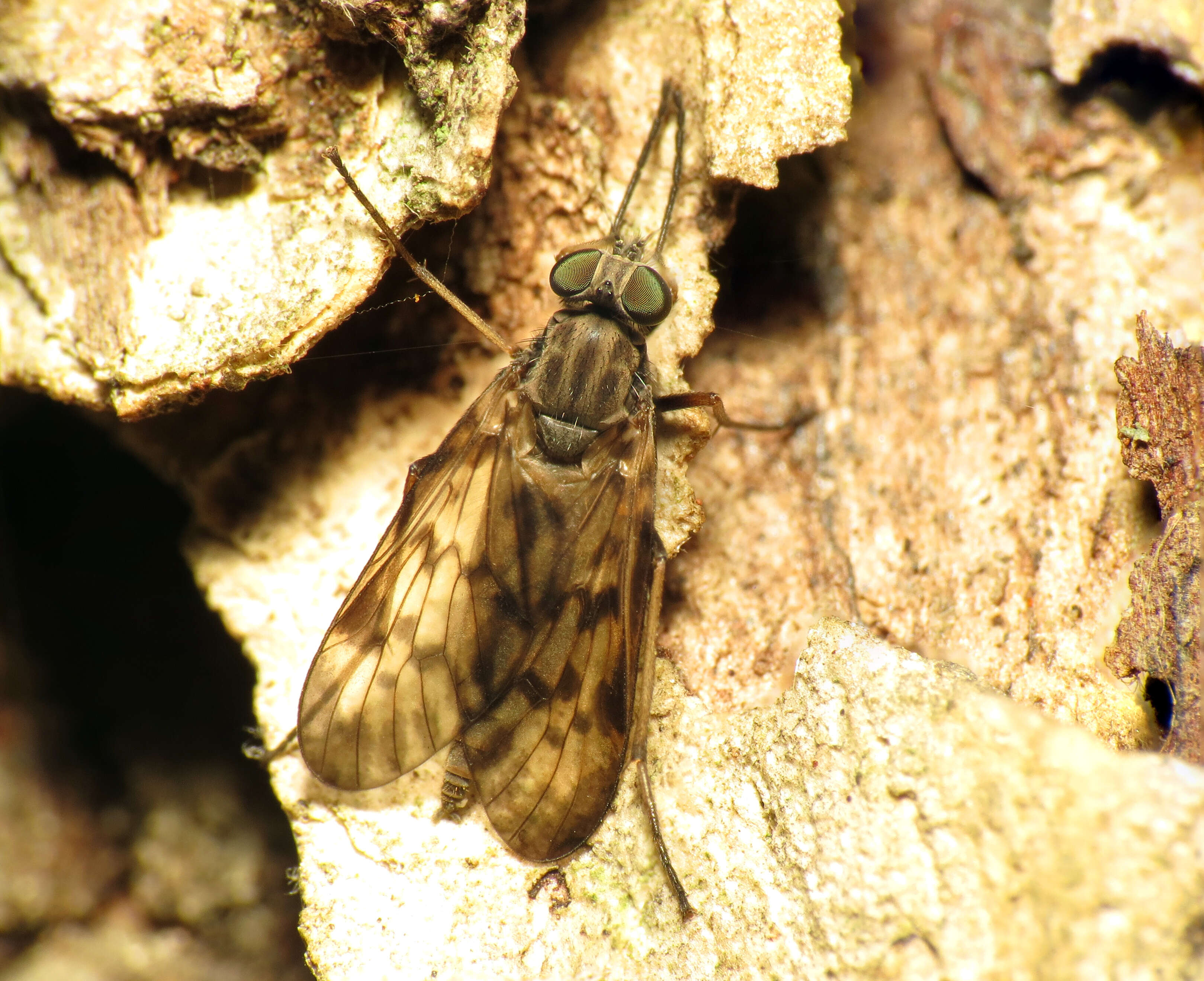 Image of Lesser Variegated Snipe Fly