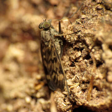 Image of Lesser Variegated Snipe Fly