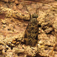 Image of Lesser Variegated Snipe Fly