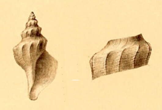 Image of Aforia goniodes (R. B. Watson 1881)