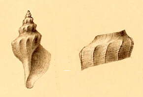 Plancia ëd Aforia goniodes (R. B. Watson 1881)