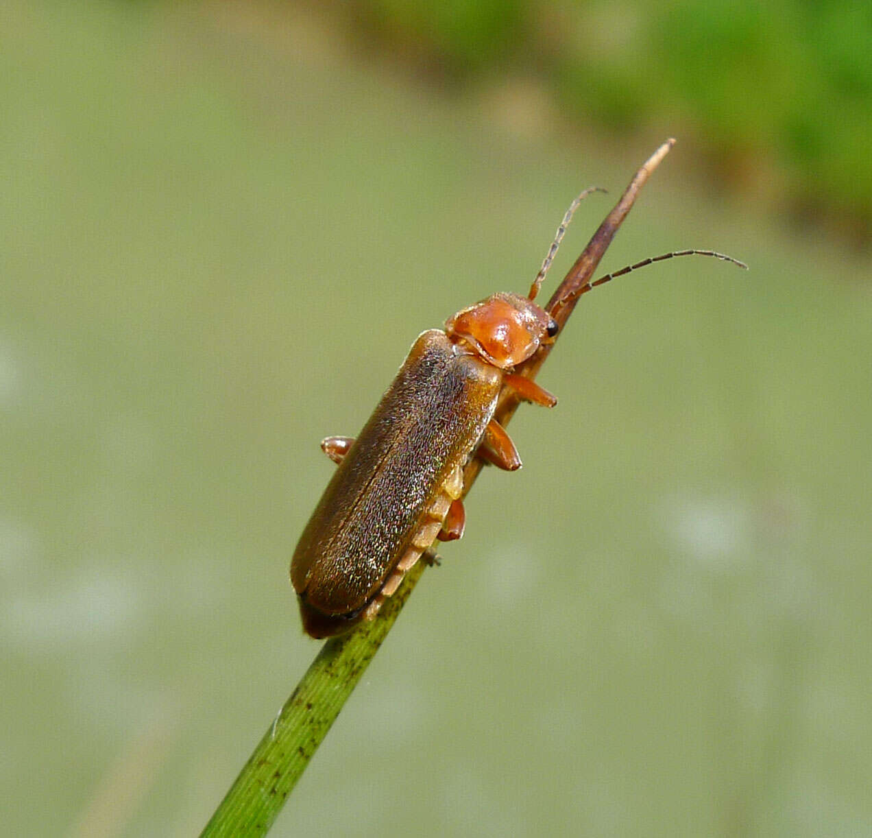 Imagem de Cantharis pallida