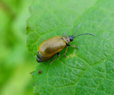 Lochmaea caprea resmi