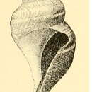 Image of Aforia goodei (Dall 1890)