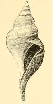 Image of Aforia goodei (Dall 1890)