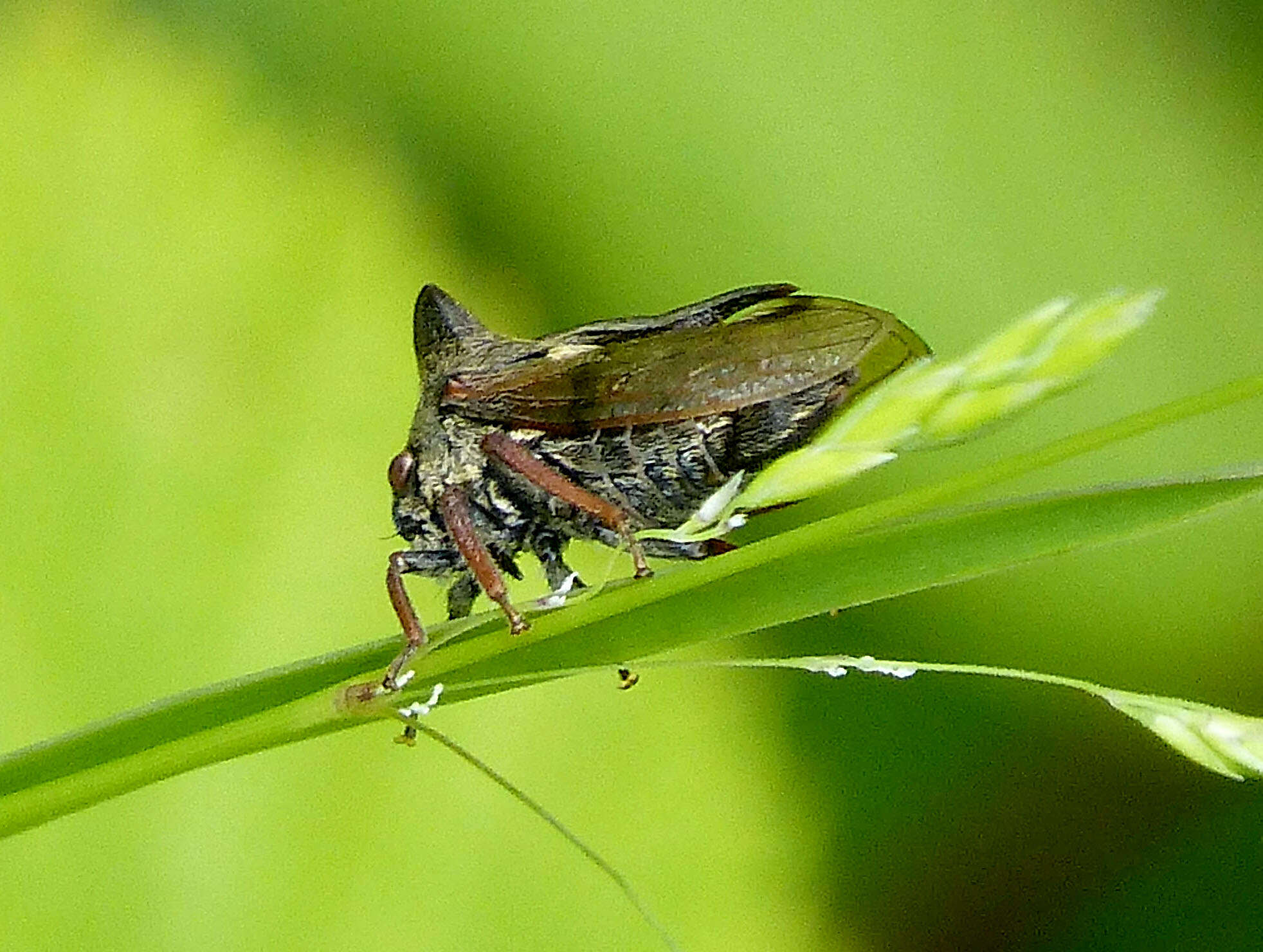 Image de Centrotus cornutus