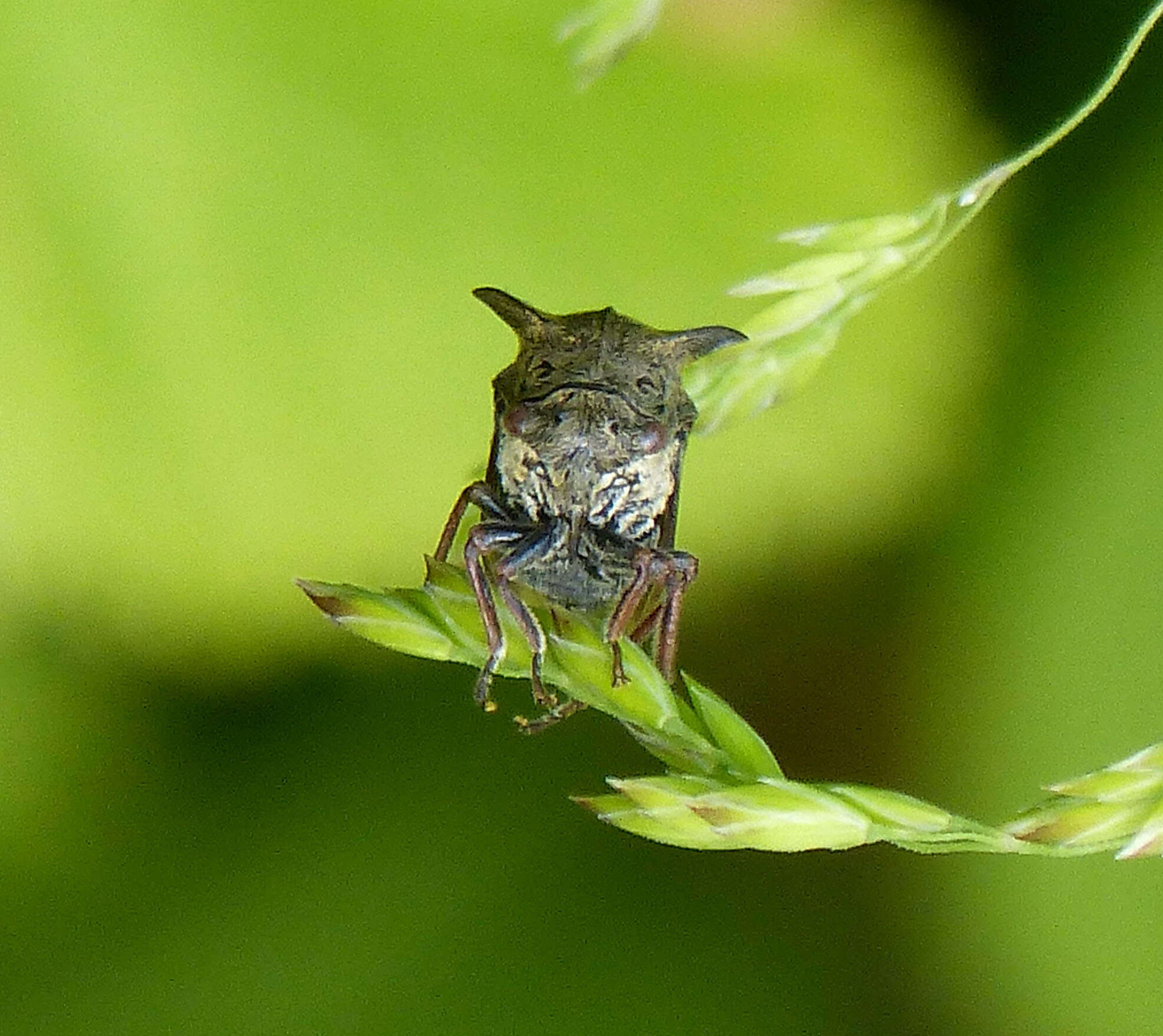 Image of Centrotus cornutus